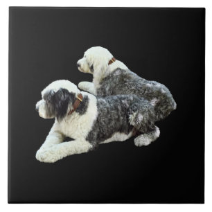 Carreau Deux chiens de berger