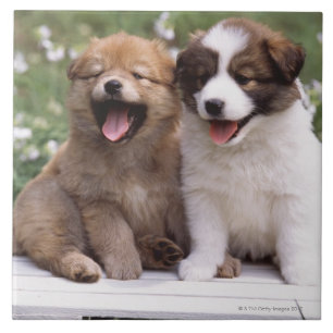 Carreau Deux chiots se reposant ensemble