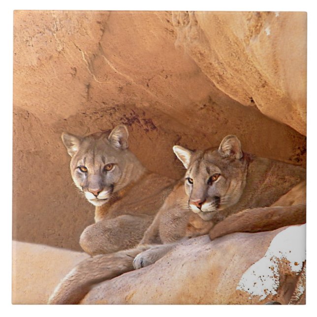 Carreau Deux Lions de Montagne (Devant)