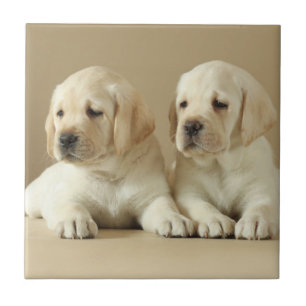 Carreau Deux Marionnettes Golden Labrador