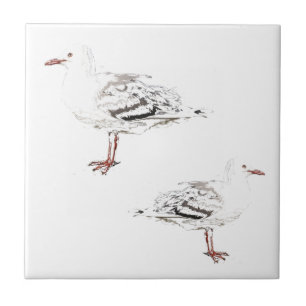 Carreau Deux mouettes Aquarelle Croquis Oiseaux
