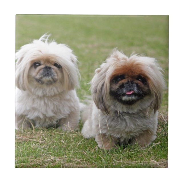 Carreau Deux petits chiots heureux (Devant)