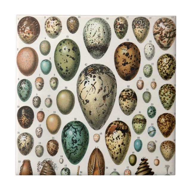 Carreau Divers types d'Oeuf Illustration scientifique (Devant)