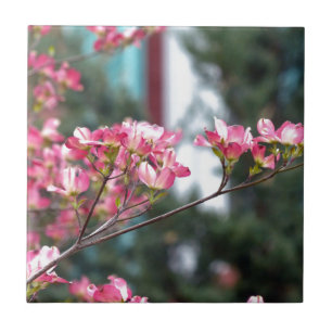 Carreau Dogwood rose