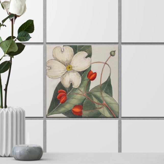 Carreau Dogwood Tree Flower Illustration 🌼 Vintage (Dogwood Tree Flower Illustration 🌼 Vintage Ceramic Tile
)