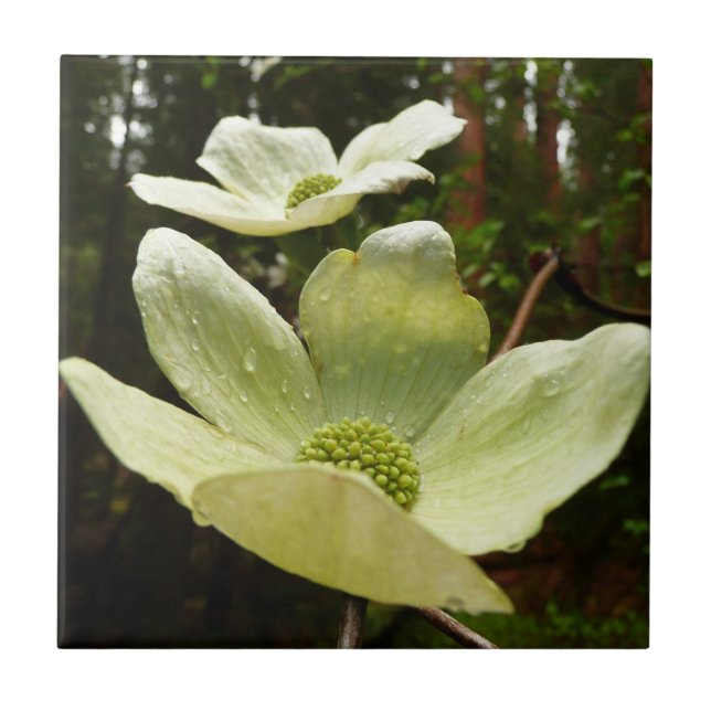 Carreau Dogwoods et séquoias dans le parc national Yosemit (Devant)