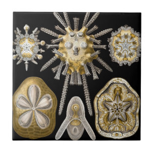Carreau Dollars de sable Vintages Urchins de mer par Ernst
