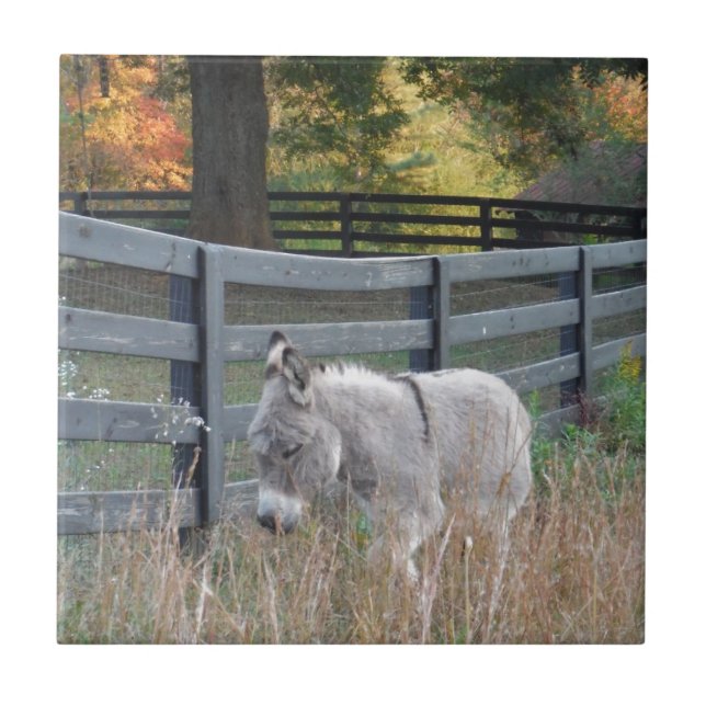 Carreau Donkey dans un champ d'automne (Devant)