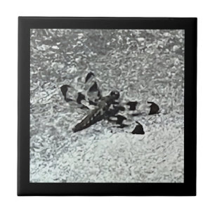 Carreau Dragonfly sur Pavement, tuiles noir et gris