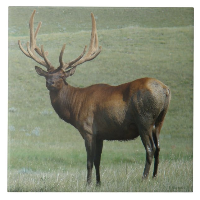 Carreau E65 Bull Elk Muddy Bull en Velvet (Devant)