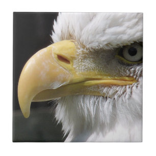 CARREAU EAGLE BIRD OF PREY