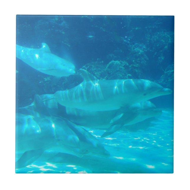 Carreau École de tuile de dauphins (Devant)