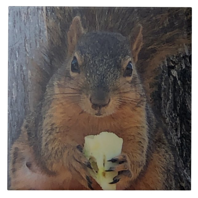 Carreau Écureuil (Devant)