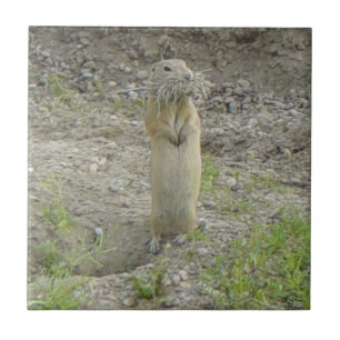 Carreau Écureuil terrestre de Richardson "Gopher"