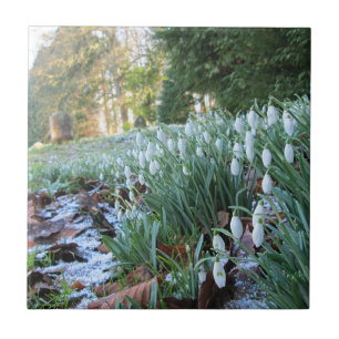 Carreau Eglise Snowdrops à neige légère - Céramique