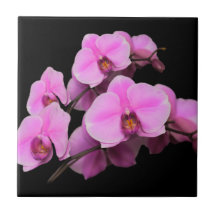 Élégant orchidées roses Phalaenopsis sur noir