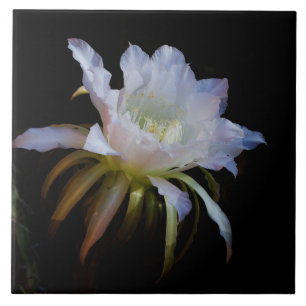 Carreau Élégante fleur de cactus de nuit Queen of the Nigh
