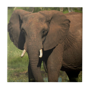 Carreau Éléphant (Loxodonta Africana), Parc national Hwang