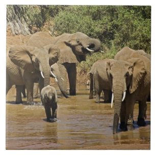 Carreau Eléphants africains, Loxodonta Africana, Samburu