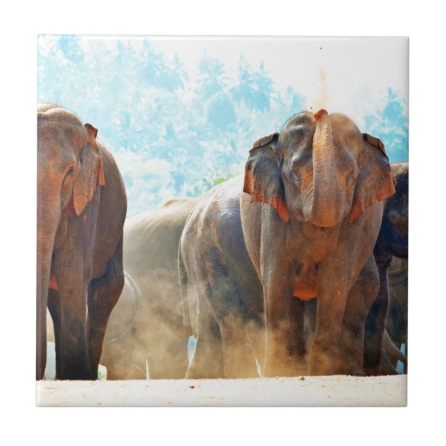 Carreau Eléphants Animaux Safari Destinée Paix Amour (Devant)