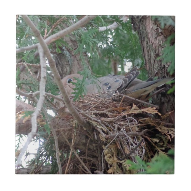 Carreau Emboîtement de colombe de matin (Devant)