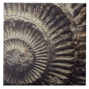 Carreau Empreinte Whitby Ammonite grand
