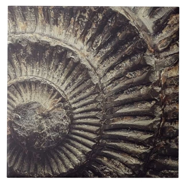 Carreau Empreinte Whitby Ammonite grand (Devant)
