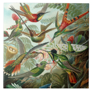 Carreau En Céramique 12 oiseaux charmeurs américains peints
