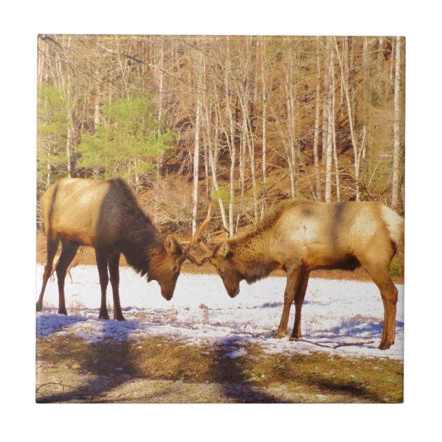 Carreau En Céramique 2~ deux Bull Elk dans la neige (Devant)