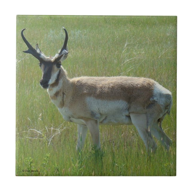 Carreau En Céramique A36 Pronghorn Antelope (Devant)