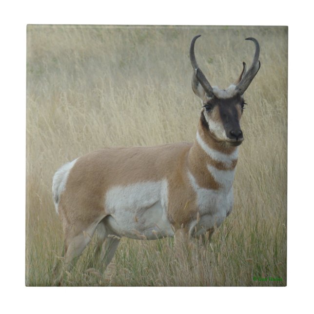Carreau En Céramique A8 Pronghorn Antelope Big Buck (Devant)