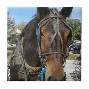 Carreau En Céramique À la bibliothèque, Amish Horse et Buggy