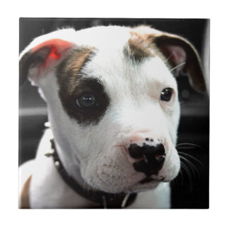 Carreau En Céramique À l'os de pitbull de chiot