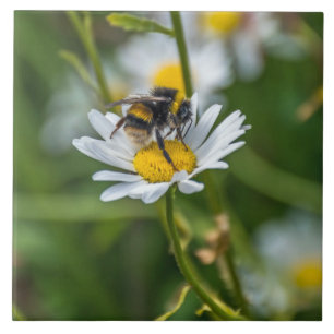 Carreau En Céramique Abeille en céramique vue marguerite