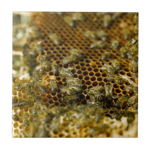 Carreau En Céramique Abeilles dans une ruche, Western Cape, Afrique du 