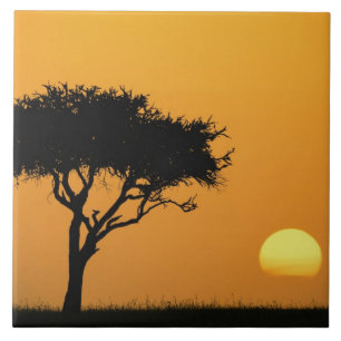 Carreau En Céramique Acacia solitaire en silhouette au lever du soleil,