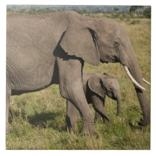 Carreau En Céramique African Elephant and cub (Loxodonta africana),