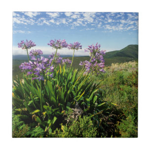 Carreau En Céramique African Lily (Agapanthus praecox), Mossel Bay