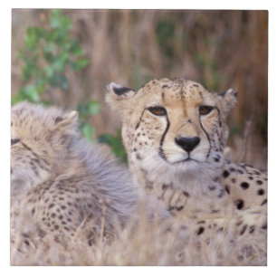 Carreau En Céramique Afrique, Afrique du Sud, Réserve Tswalu. Guépards