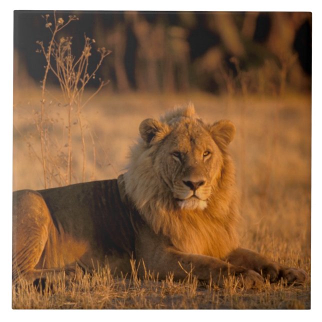 Carreau En Céramique Afrique, Botswana, delta de l'Okavango. Lion (Pant (Devant)