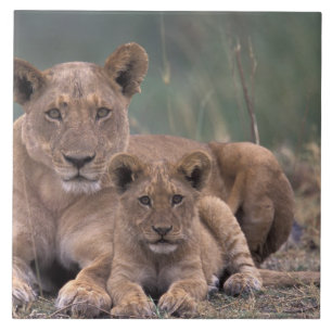 Carreau En Céramique Afrique, Botswana, delta de l'Okavango. Lions