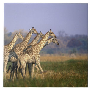 Carreau En Céramique Afrique, Botswana, Réserve de gibier de Moremi