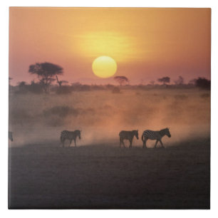 Carreau En Céramique Afrique, Kenya, Amboseli NP. Marche de Zebra