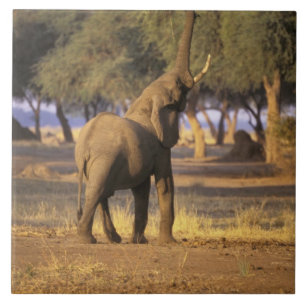 Carreau En Céramique Afrique, Kenya, Masai Mara. Éléphant (Loxodonta