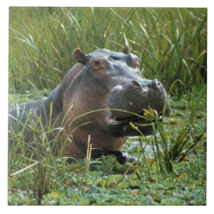 Carreau En Céramique Afrique, Kenya, Masai Mara NR. Une hippopotame mèr