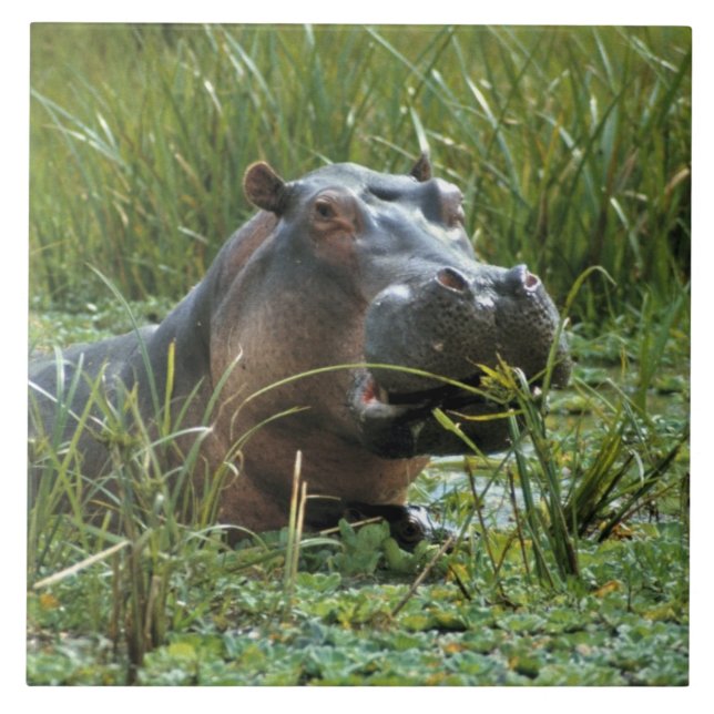 Carreau En Céramique Afrique, Kenya, Masai Mara NR. Une mère hippo (Devant)