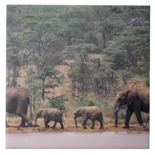 Carreau En Céramique Afrique, Kenya, Nanyuki, Mpala. Africain