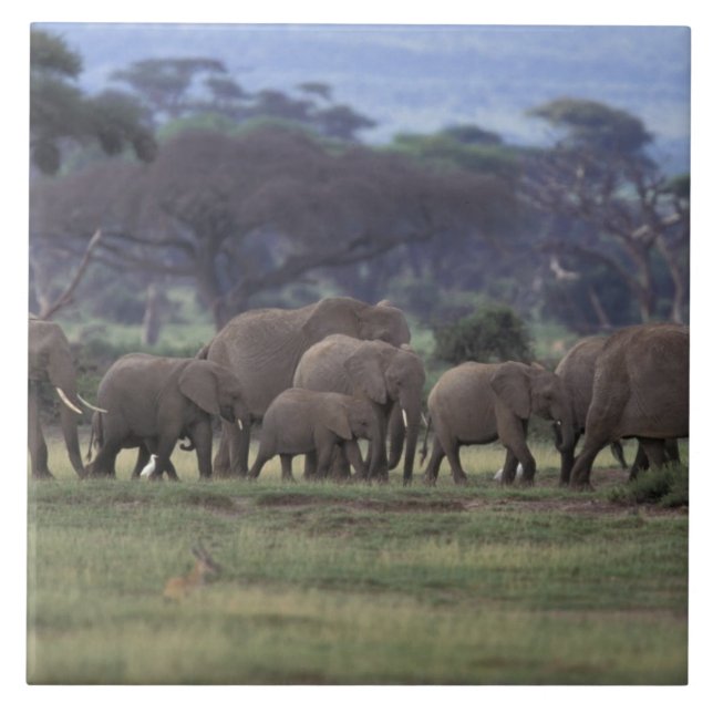 Carreau En Céramique Afrique, Kenya, Parc national d'Amboseli. Africain (Devant)
