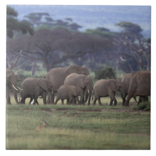 Carreau En Céramique Afrique, Kenya, Parc national d'Amboseli. Éléphant
