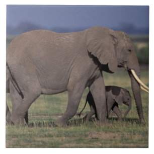 Carreau En Céramique Afrique, Kenya, Parc national d'Amboseli. Éléphant